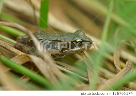Closeup on a juvenile Common European brown frog, Rana temporaria sitting in the grass 126705174