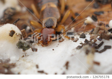 Close-up of a European Earwig, forficula auricularia, on Decaying Wood Close-up of a European Earwig, forficula auricularia, on Decaying Wood 126705178
