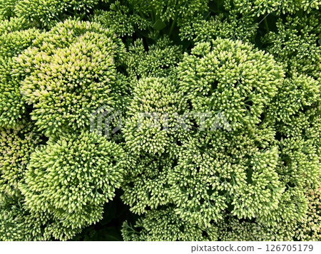 Close-up of closed Green Sedum Flowers ready to Bloom 126705179