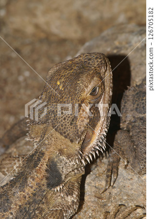 Close-up of Bearded Dragon Lizard 126705182