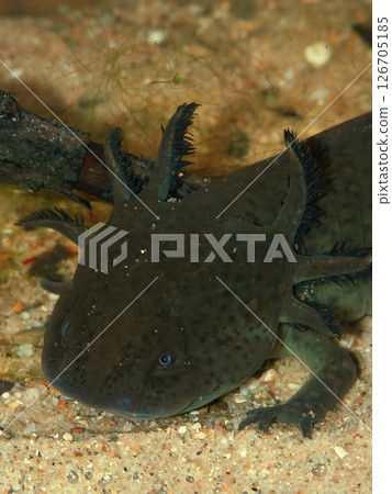 Underwater closeup on a wild type colored neotenic , gilled, Mexican Axolotl, Ambystoma mexicanum Underwater closeup on a wild type colored neotenic , gilled, Mexican Axolotl, Ambystoma mexicanum 126705185