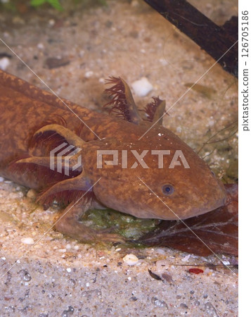 Underwater closeup on the cupper colored neotenic , gilled, Mexican Axolotl, Ambystoma mexicanum 126705186