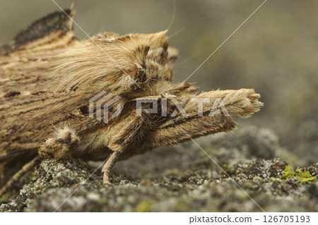Extreme closeup on the Pale Prominent owlet moth, Pterostoma palpina on wood Extreme closeup on the Pale Prominent owlet moth, Pterostoma palpina on wood 126705193