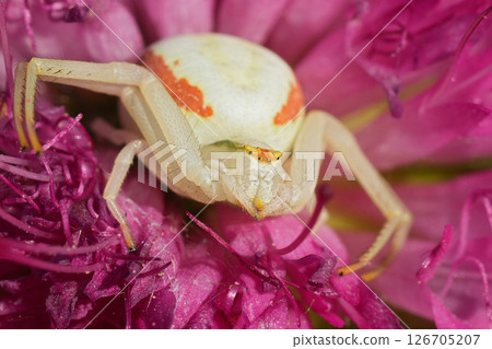 Camouflaged crab spider nestled in a vibrant pink flower, showcasing nature's artistry and intricate details of wildlife. 126705207