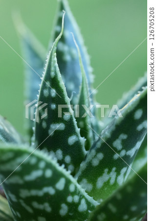 Close-Up of Green Gasteria Succulent with White Spots Close-Up of Green Gasteria Succulent with White Spots 126705208