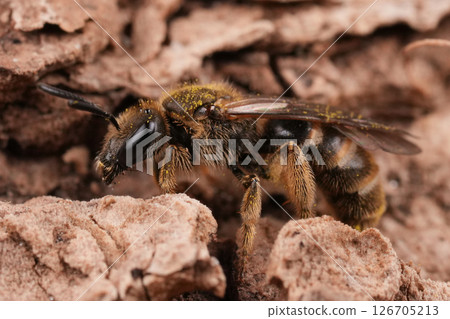 Macro Shot of Lassioglossum calceatum solitary furrow bee on Textured Bark Macro Shot of Lassioglossum calceatum solitary furrow bee on Textured Bark 126705213