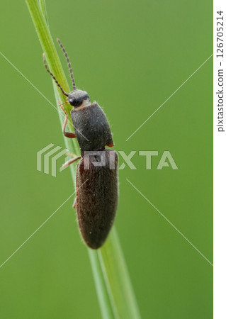 Closeup on a Click Beetle, Athous haemorrhoidalis, Climbing a Blade of Grass Closeup on a Click Beetle, Athous haemorrhoidalis, Climbing a Blade of Grass 126705214