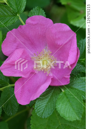 Closeup on a pink flowering Japanese or Ramanas rose, Rosa rugosa 126705215