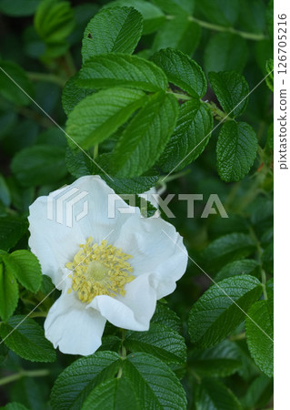 Closeup on a white flowering Japanese or Ramanas rose, Rosa rugosa 126705216
