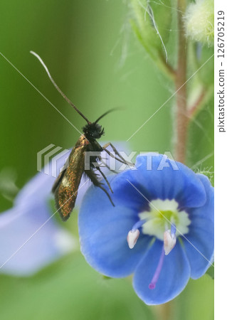 Closeup on a rare day-active Little Longhorn micro moth Cauchas fibulella on blue speedwell flower 126705219