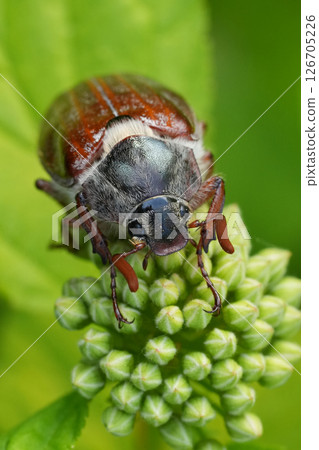 Vertical closeup on a Doodlebug or Maybeetle , Melolontha melolontha against a green background Vertical closeup on a Doodlebug or Maybeetle , Melolontha melolontha against a green background 126705226