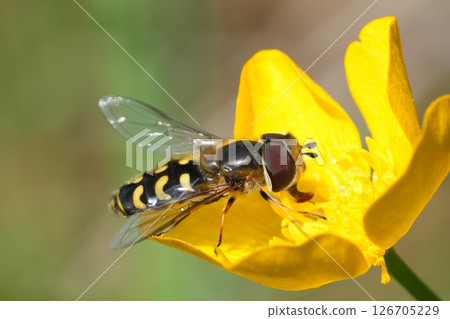 Closeup on a Yellow-bowed Smoothwing, Scaeva selenitica in a yellow buttercup flower Closeup on a Yellow-bowed Smoothwing, Scaeva selenitica in a yellow buttercup flower 126705229