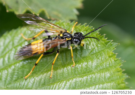 Closeup on a colorful black and yellow colored Greater Girdled Sawfly, Tenthredo maculata 126705230