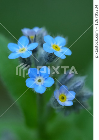 Closeup on the small blue flowers of the early forget-me-not, Myosotis ramosissima Closeup on the small blue flowers of the early forget-me-not, Myosotis ramosissima 126705234