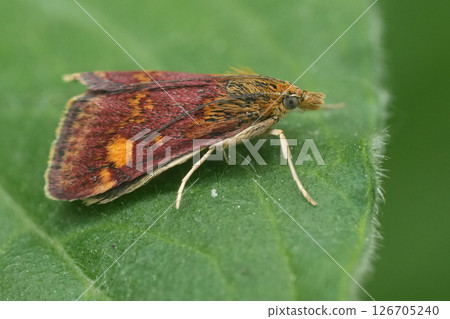Closeup on the small but colorful European minth moth, Pyrausta aurata Closeup on the small but colorful European minth moth, Pyrausta aurata 126705240