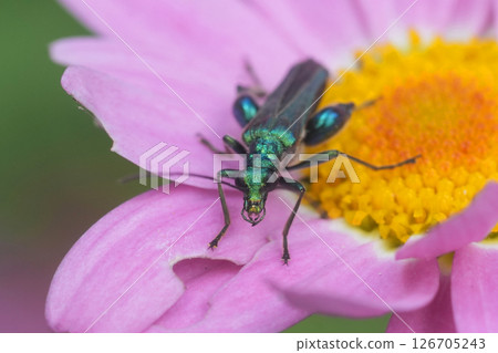 Closeup on the metallic green swollen-thighed or  thick-legged false oil beetle Oedemera nobilis on a pink flower 126705243