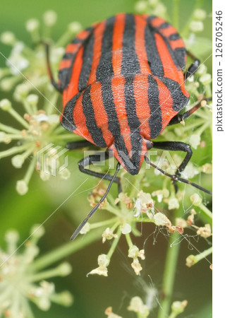 Vertical closeup on the colorful red striped shield bug, Graphosoma italicum 126705246