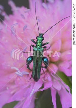 Closeup on the metallic green swollen-thighed or thick-legged false oil beetle Oedemera nobilis on a pink flower Closeup on the metallic green swollen-thighed or thick-legged false oil beetle Oedemera nobilis on a pink flower 126705254
