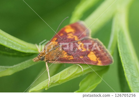 Closeup on the small but colorful European minth moth, Pyrausta aurata Closeup on the small but colorful European minth moth, Pyrausta aurata 126705256