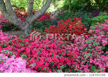 A vibrant garden scene featuring a tree surrounded by a profusion of colorful flowering shrubs in various shades of pink and red. 126705398