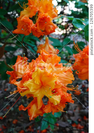Bright orange and yellow azalea blossoms in full bloom, with lush green foliage providing a vibrant and colorful display. 126705399