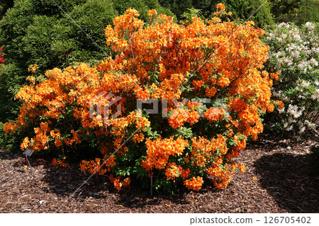 A vibrant display of orange Rhododendron flowers in full bloom, creating a stunning floral arrangement in a garden setting. A vibrant display of orange Rhododendron flowers in full bloom, creating a stunning floral arrangement in a garden setting. 126705402