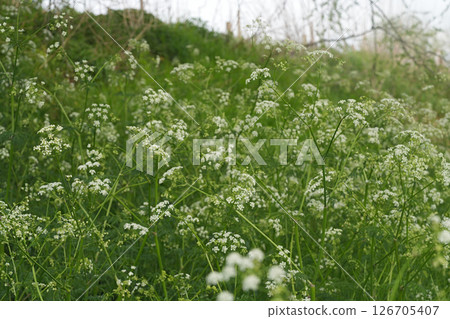 A sea of white wildflowers creates a picturesque scene, their delicate blooms dancing amidst lush greenery and meadow. A sea of white wildflowers creates a picturesque scene, their delicate blooms dancing amidst lush greenery and meadow. 126705407