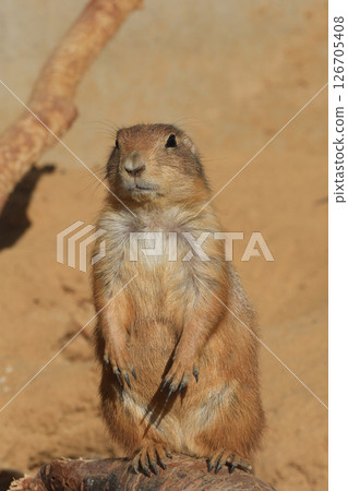 Closeup on a Black-tailed prairie dog , Cynomys ludovicianus standing tall on the outlook Closeup on a Black-tailed prairie dog , Cynomys ludovicianus standing tall on the outlook 126705408