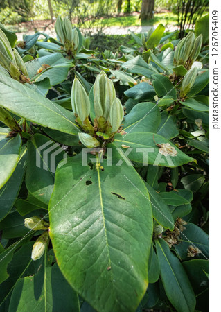 Closeup on unopened flower buds of the Rhodondendron fictolacteum shrub in the springtime Closeup on unopened flower buds of the Rhodondendron fictolacteum shrub in the springtime 126705409