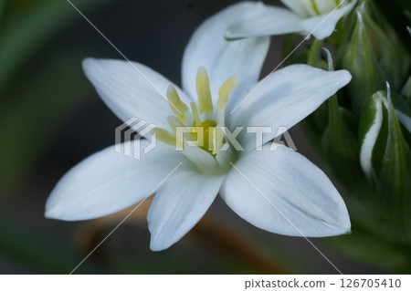 Closeup on the bright white flower of the star-of-Bethlehem or eleven-oclock lady wildflower, Ornithogalum umbellatum 126705410