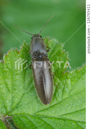 Extreme dorsal closeup on a brown cliking beetle, Athous haemorrhoidalis on a green leaf Extreme dorsal closeup on a brown cliking beetle, Athous haemorrhoidalis on a green leaf 126705411