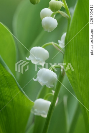 Close-up of delicate white bell-shaped flowers with vibrant green leaves, creating a fresh and peaceful natural scene. Close-up of delicate white bell-shaped flowers with vibrant green leaves, creating a fresh and peaceful natural scene. 126705412