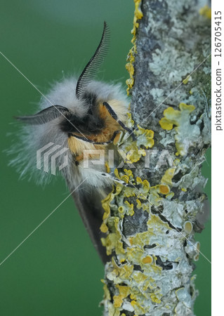 Vertical facial closeup on a European muslin owlet moth, Diaphora mendica Vertical facial closeup on a European muslin owlet moth, Diaphora mendica 126705415
