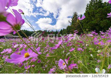 Cosmos field and autumn sky 126705419