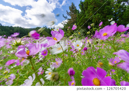 Scenery with cosmos 126705420