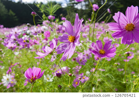 Pink cosmos blooming in the cosmos field 126705421