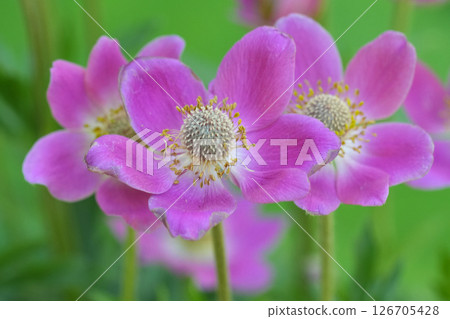 Closeup on a soft pink flowering cutleaf, Pacific or Globe Anemone multifida Annabella Deep Rose 126705428