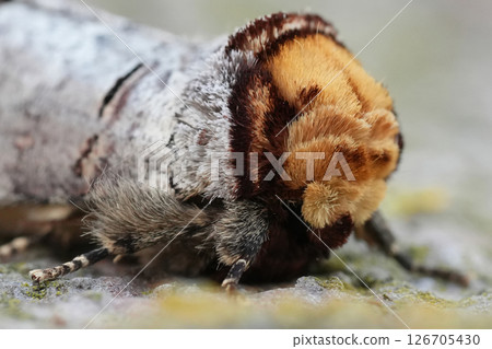 Closeup on a colorful European Buff-tip owlet moth, Phalera bucephala Closeup on a colorful European Buff-tip owlet moth, Phalera bucephala 126705430