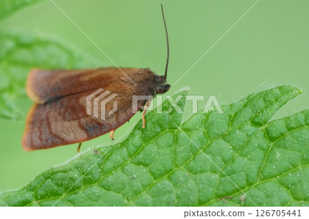 Closeup on a small brown Carnation Tortrix Cacoecimorpha pronubana Closeup on a small brown Carnation Tortrix Cacoecimorpha pronubana 126705441