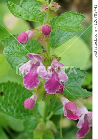 Closeup on white-pink flowers of the European forest balsam wildflower, Melittis melissophyllum in the Mediterranean Closeup on white-pink flowers of the European forest balsam wildflower, Melittis melissophyllum in the Mediterranean 126705443