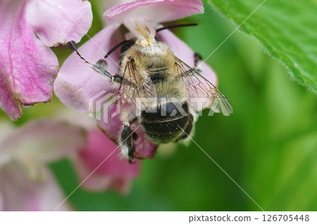 Closeup on a female Anthophora dufourii solitary bee, collecting nectar from a European forest bastard balsam , Melittis melissophyllum Closeup on a female Anthophora dufourii solitary bee, collecting nectar from a European forest bastard balsam , Melittis melissophyllum 126705448