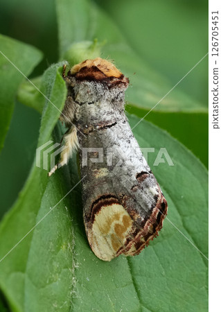 Closeup on a colorful European Buff-tip owlet moth, Phalera bucephala on a green leaf Closeup on a colorful European Buff-tip owlet moth, Phalera bucephala on a green leaf 126705451