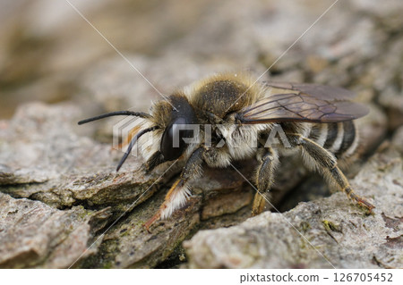 Closeup on a male White-sectioned leafcutter, Megachile albisecta sitting on wood Closeup on a male White-sectioned leafcutter, Megachile albisecta sitting on wood 126705452