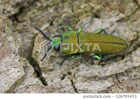 closeup on the colorful green metallic jewel boring beetle, Anthaxia hungarica sitting on wood closeup on the colorful green metallic jewel boring beetle, Anthaxia hungarica sitting on wood 126705453
