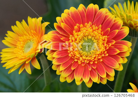 Vibrant gerbera daisies bloom with bright yellow and orange petals, creating a cheerful and eye-catching floral display. Vibrant gerbera daisies bloom with bright yellow and orange petals, creating a cheerful and eye-catching floral display. 126705468