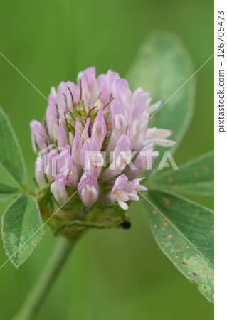 Close-up of a delicate red clover flower, Trifolium pratense featuring light pink petals, surrounded by green leaves Close-up of a delicate red clover flower, Trifolium pratense featuring light pink petals, surrounded by green leaves 126705473