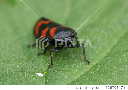 Closeup on the European black and red froghopper, Cercopis vulnerata on a green leaf 126705474