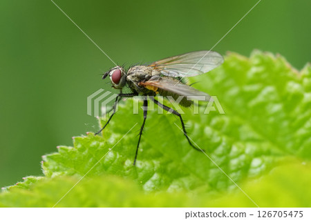 Closeup on the Long-legged Macquartia grisea fly, on a green leaf 126705475