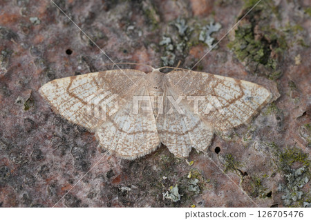 Closeup on a Dorset Cream Wave geometer moth, Stegania trimaculata 126705476