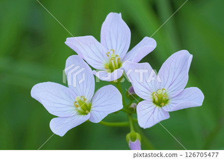 Closeup on a flowering mayflower or milkmaids, Cardamine pratensis in the wild 126705477